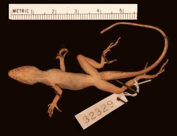 Media type: image;   Herpetology R-32329